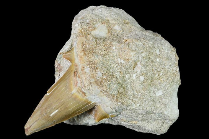 Otodus Shark Tooth Fossil in Rock - Eocene #139930